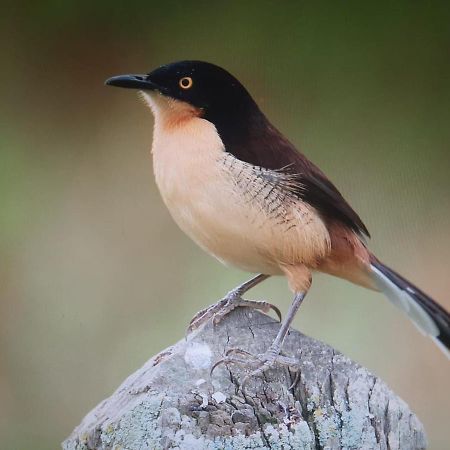 Posada Del Angu Puerto Iguazú Dış mekan fotoğraf