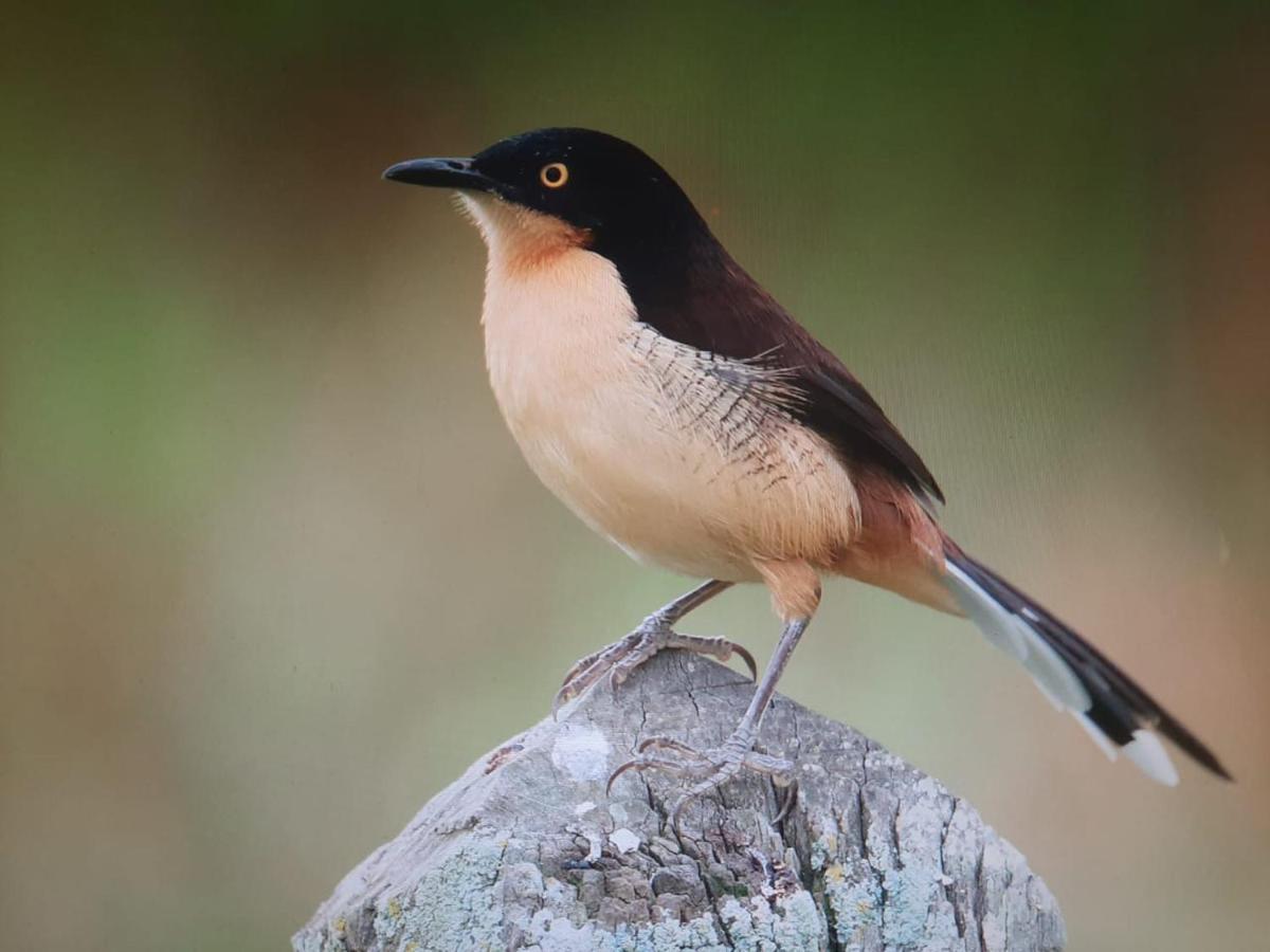 Posada Del Angu Puerto Iguazú Dış mekan fotoğraf